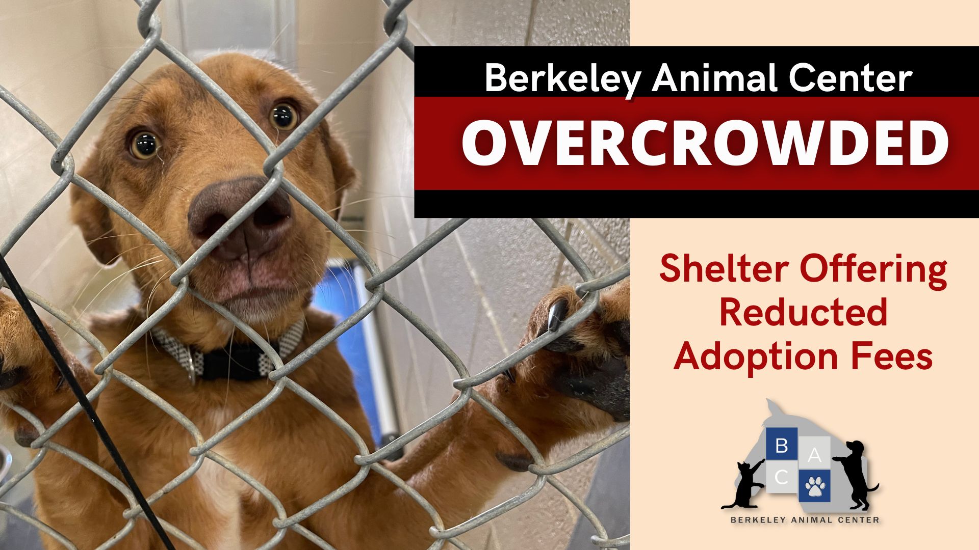 Berkeley Animal Center Issues Urgent Plea Amid Severe Overcrowding