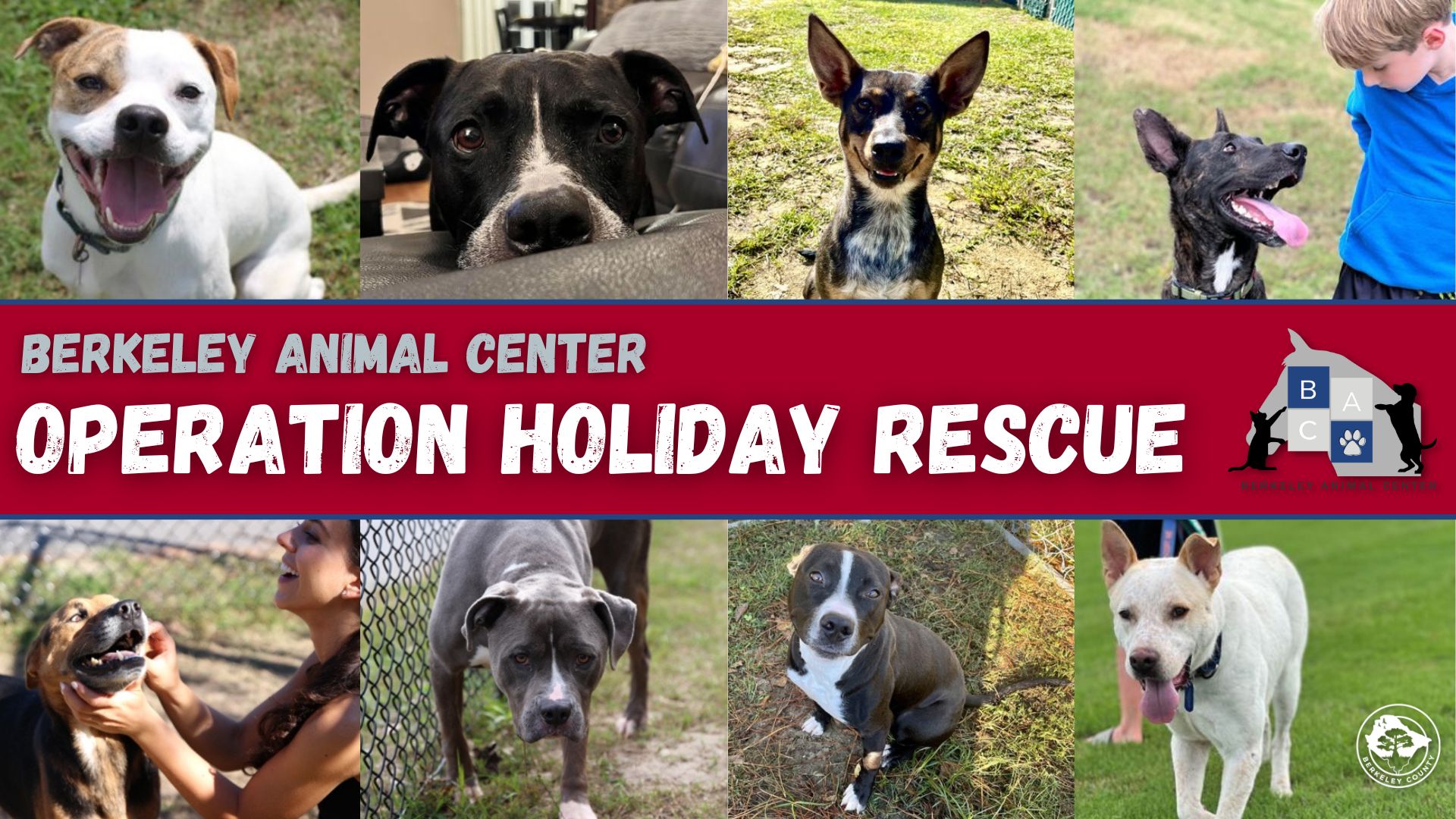 Overcrowded Berkeley Animal Center Launches Operation Holiday Rescue